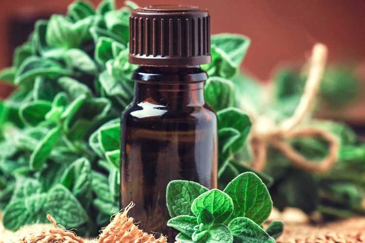 Oregano oil