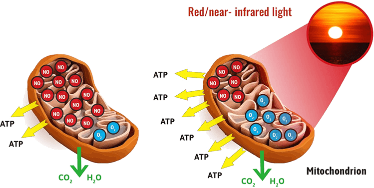 red light therapy mitochondria